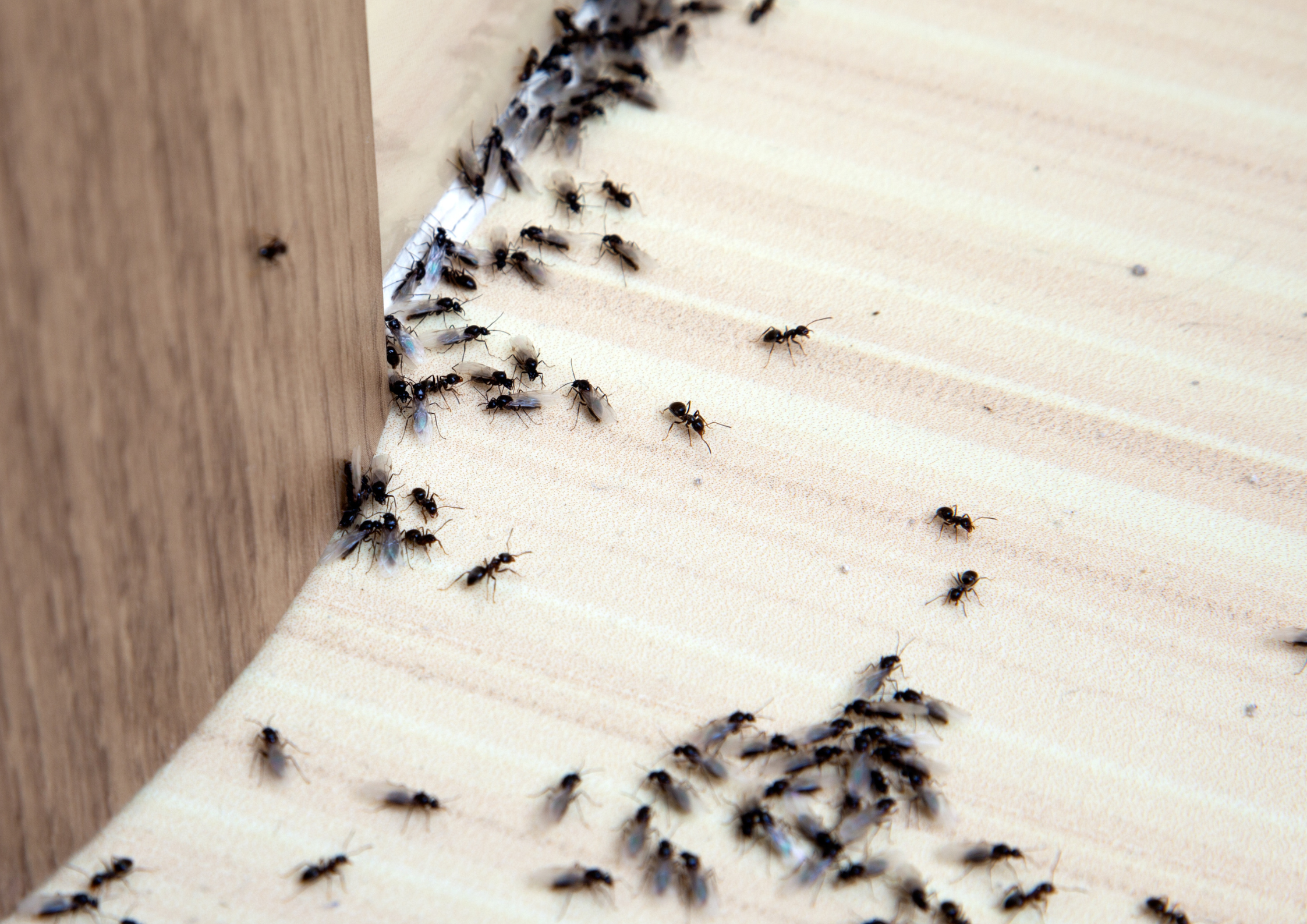 Close-up of a wooden surface with numerous small black ants and a few winged insects, some forming a trail near the edge of the wood.
