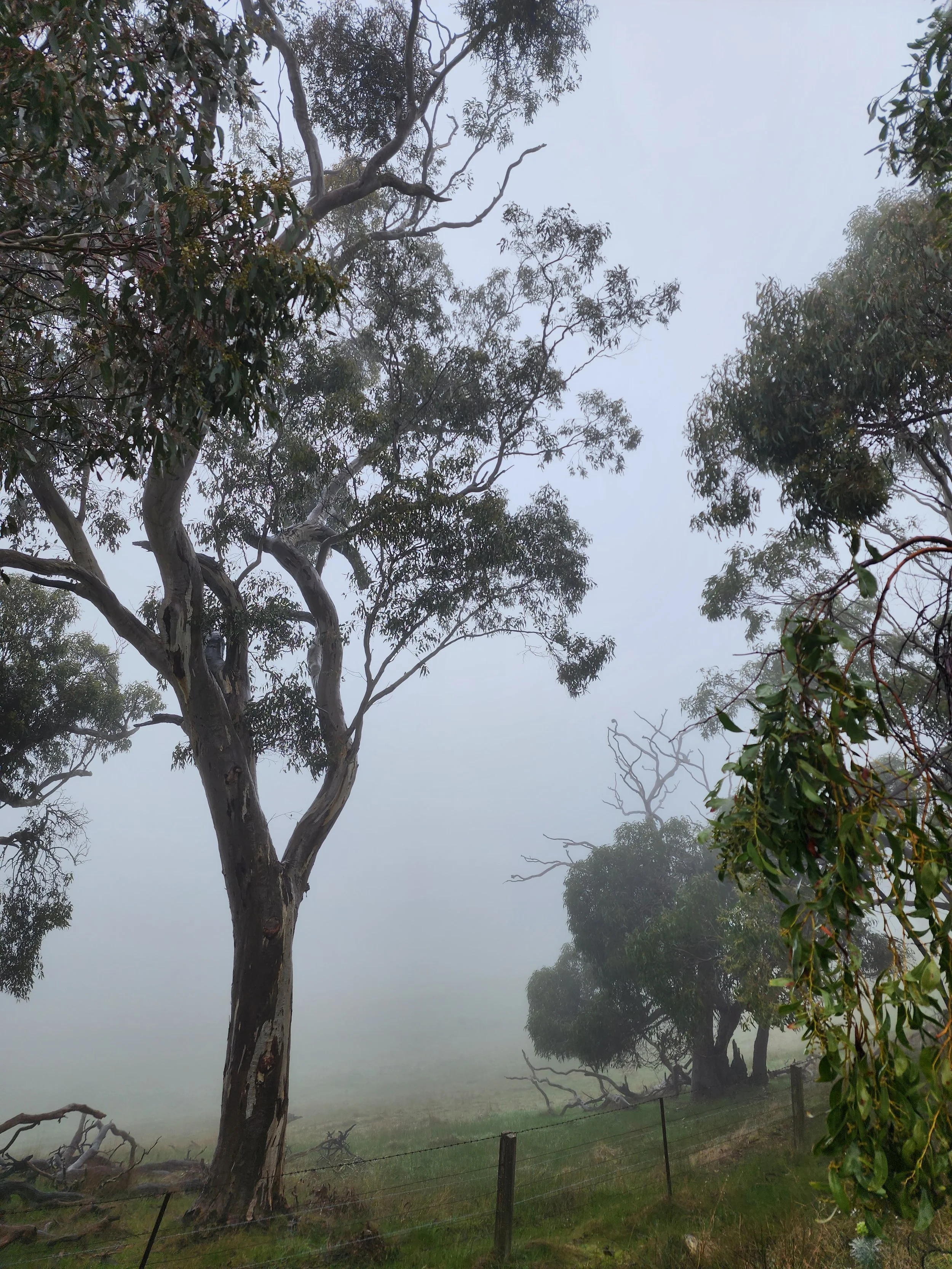 Trees and bushes in foggy weather with a fence near the grassy ground.