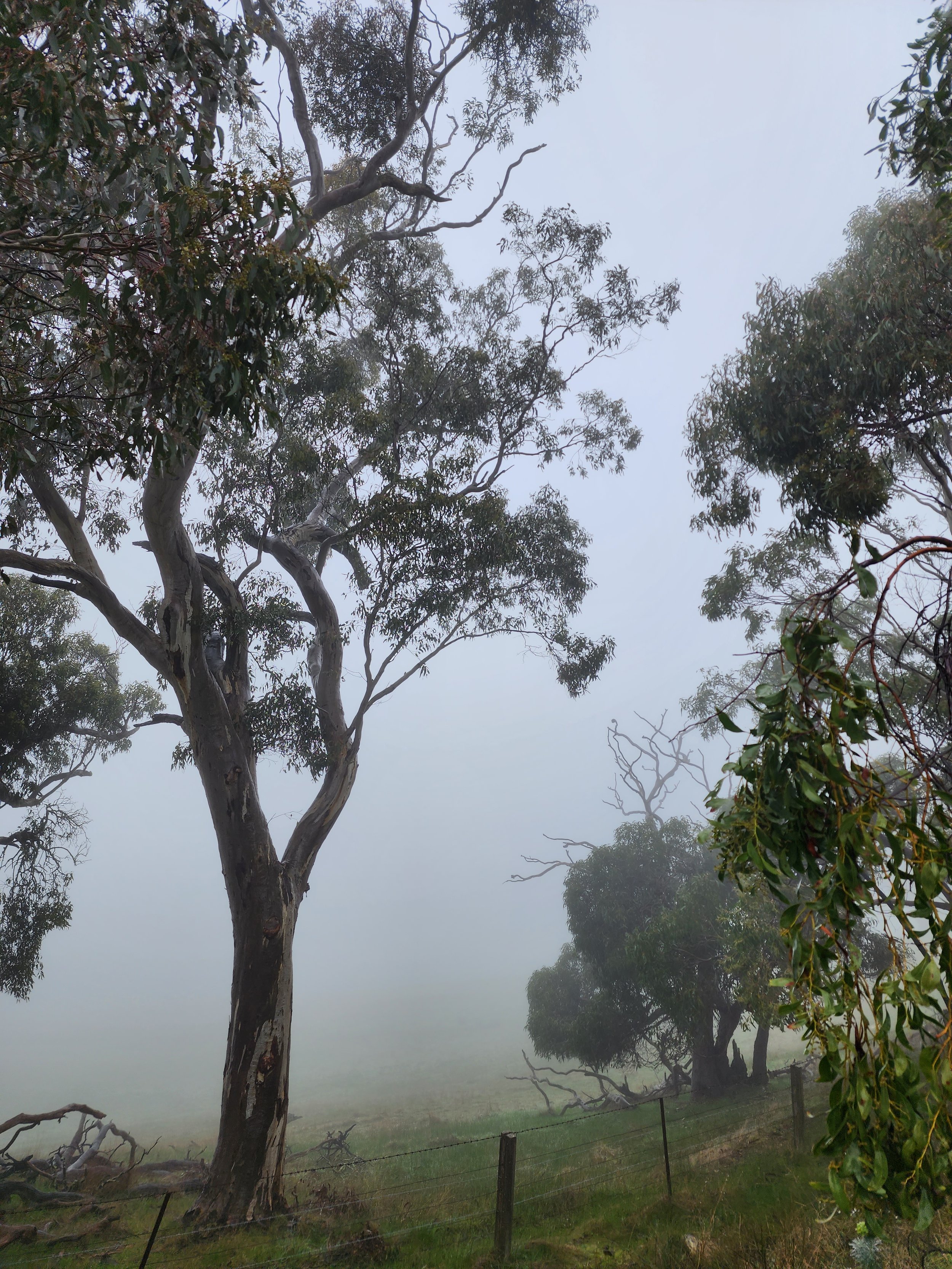 Trees on a foggy day with a grassy area and a wooden fence in the foreground.
