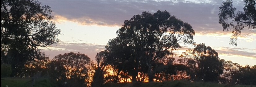 Sunset over a silhouette of trees and a cloudy sky.