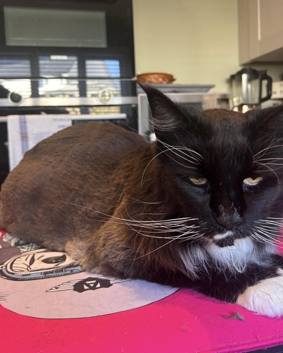A black and brown cat with white whiskers resting on a pink surface in a kitchen.