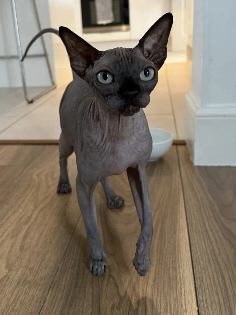 A hairless Sphynx cat standing on a wooden floor in a home, looking directly at the camera.