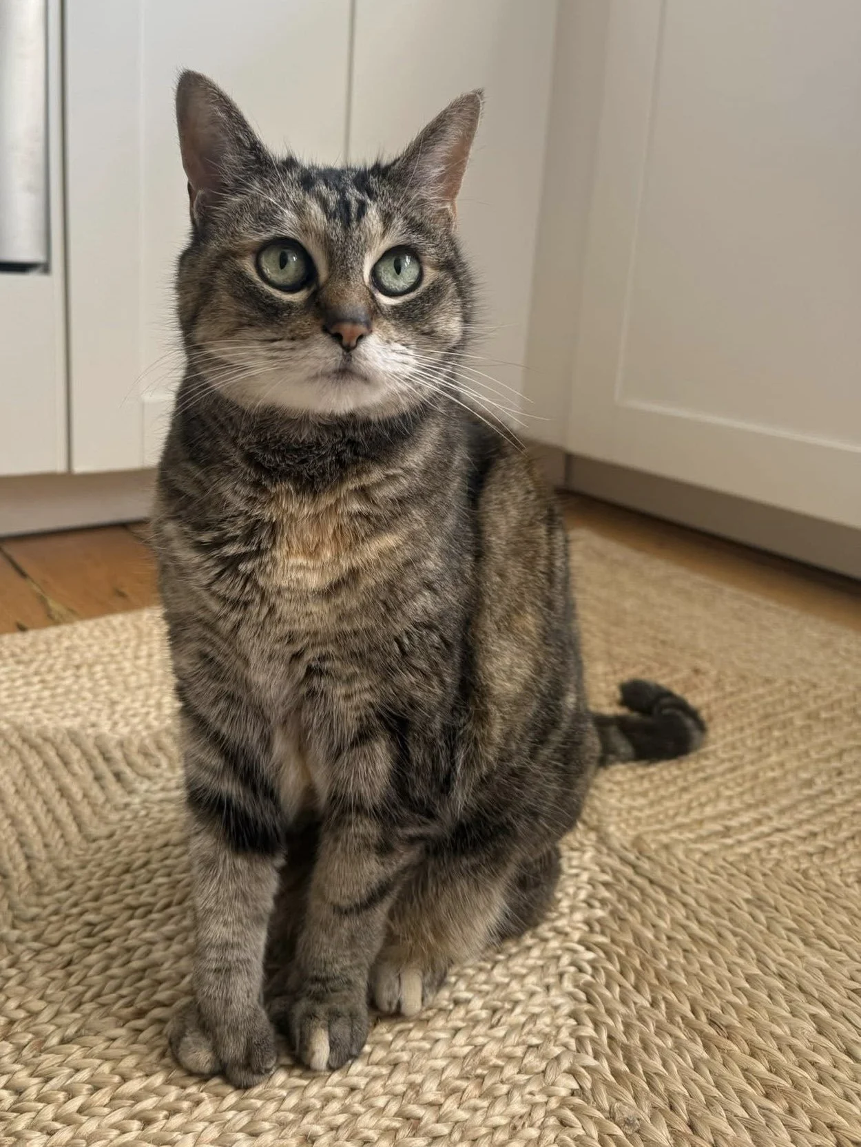 A tabby cat with green eyes sitting on a woven rug in a kitchen.