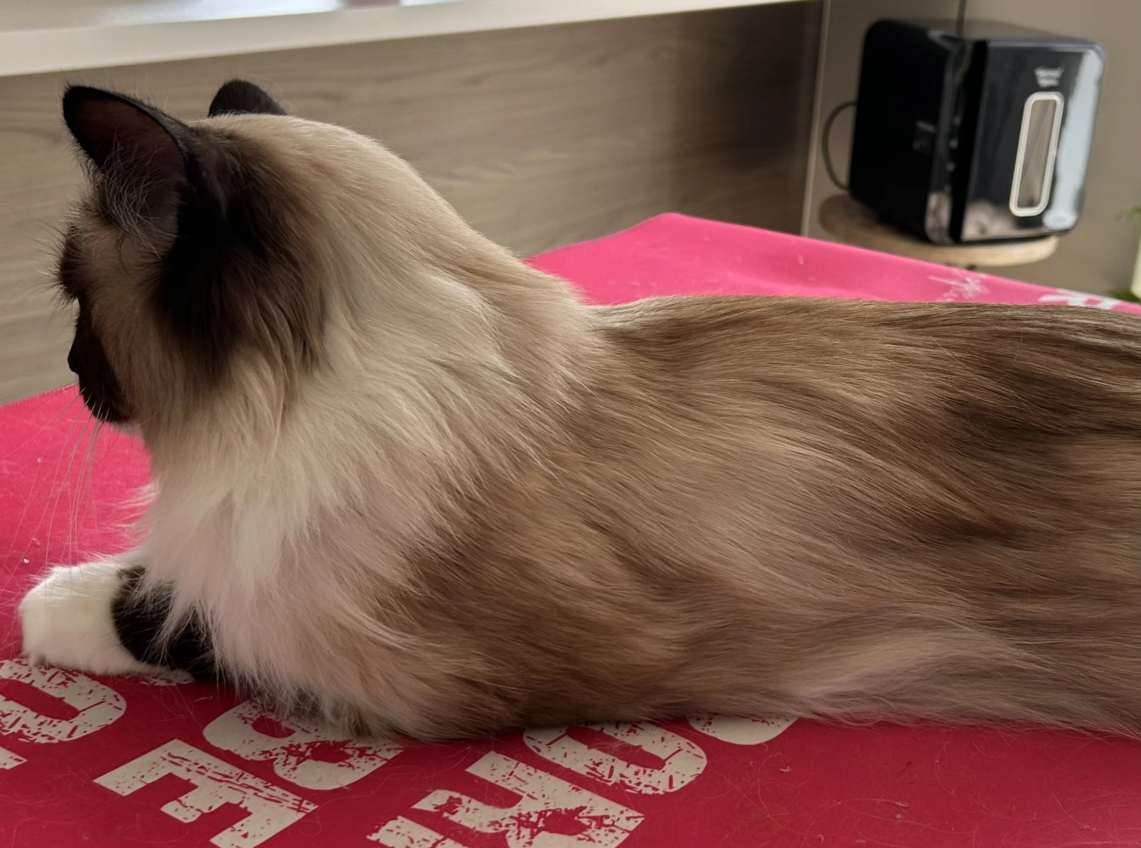 Close-up of a Siamese cat lying on a pink surface with white print. The cat's face is turned away, showing its ears, blue eyes, and cream-colored fur with darker points.