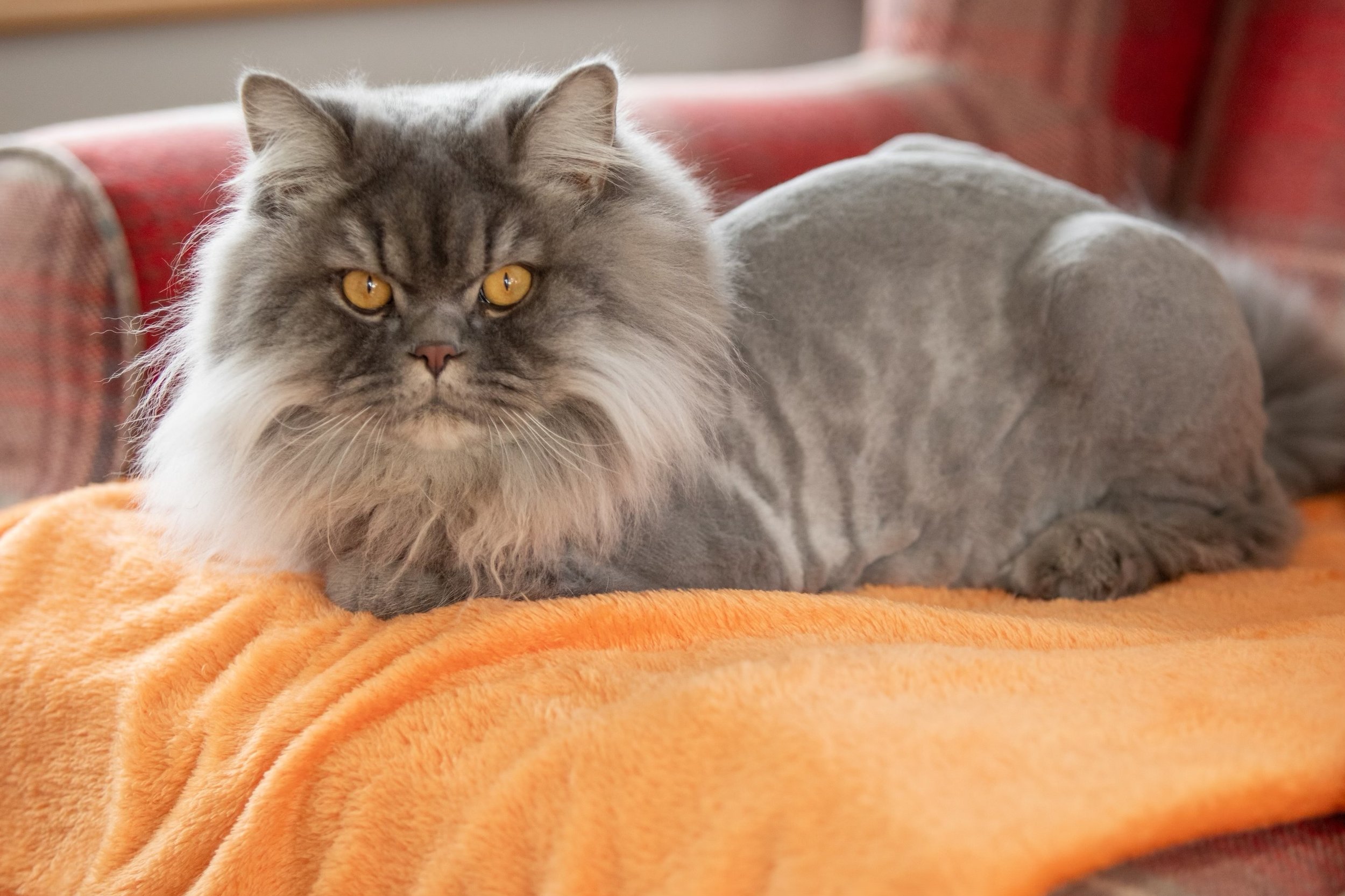 A gray long-haired cat with bright yellow eyes lying on an orange blanket.