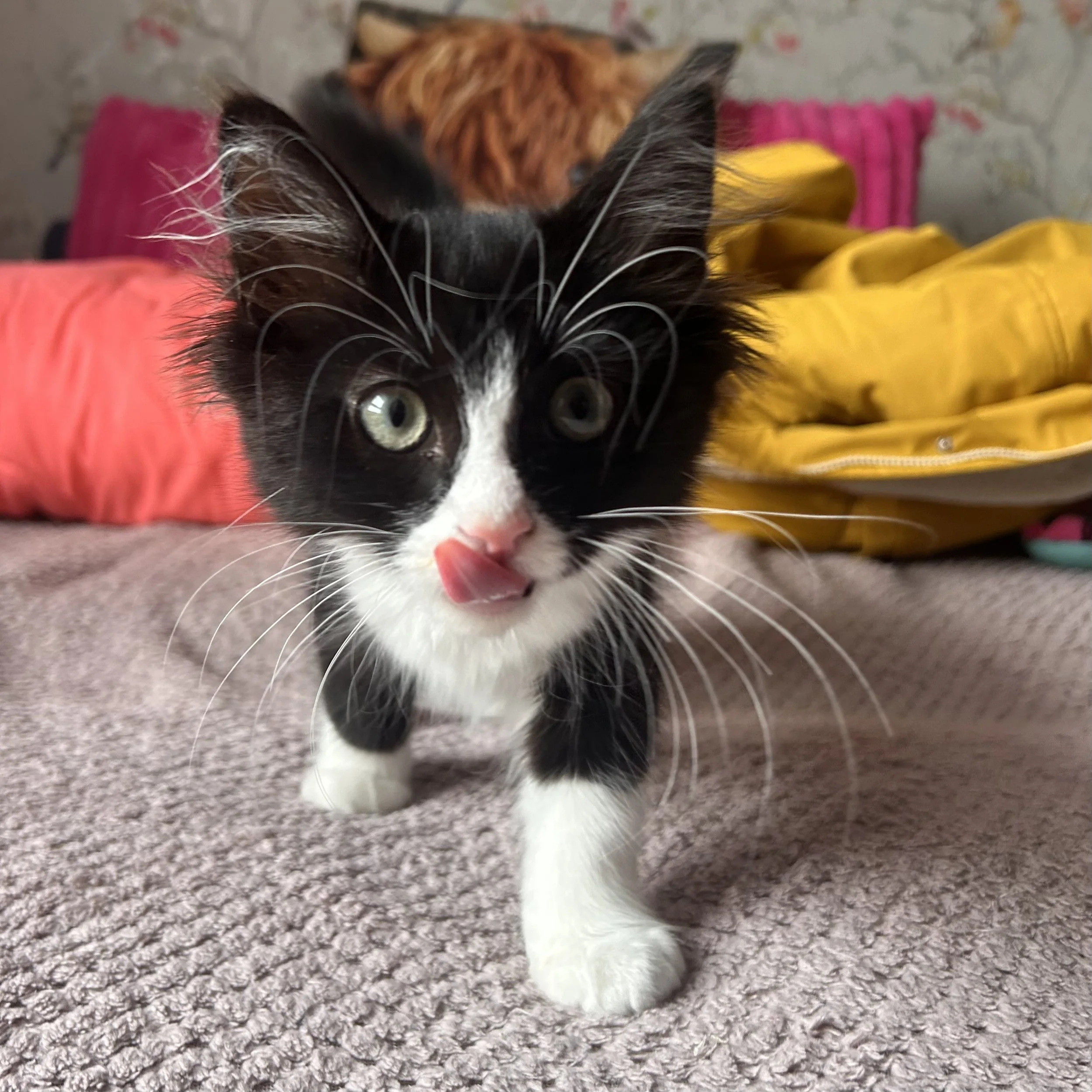 Close-up of a black and white kitten with big green eyes and pink tongue sticking out, laying on a gray textured carpet with colorful objects and a blanket in the background.