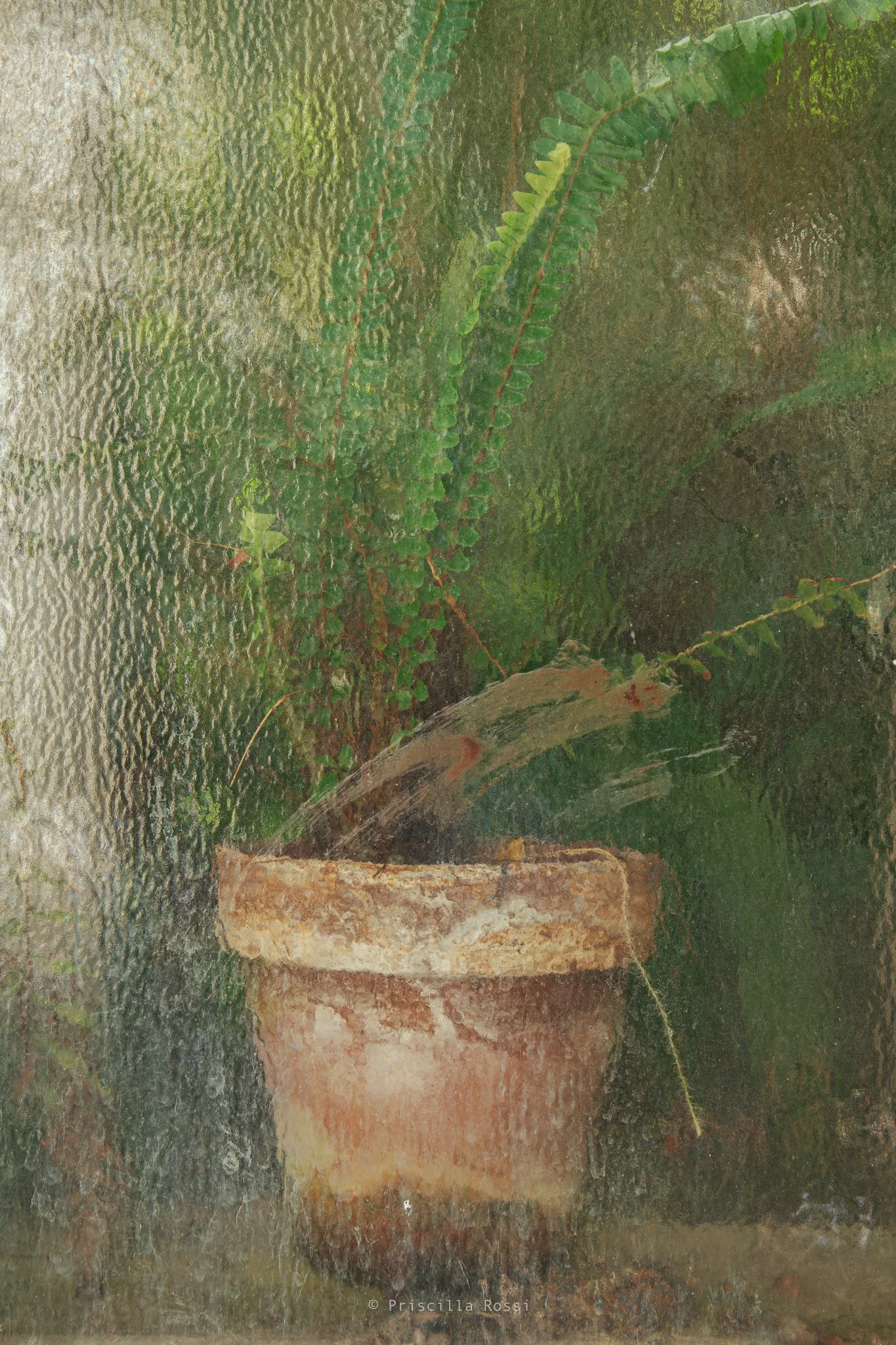 Giardino botanico, Genova