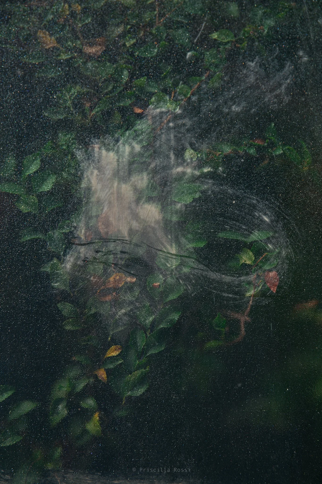 Giardino botanico, Genova