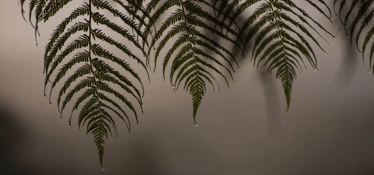 hero-fern-min DARKER.jpg