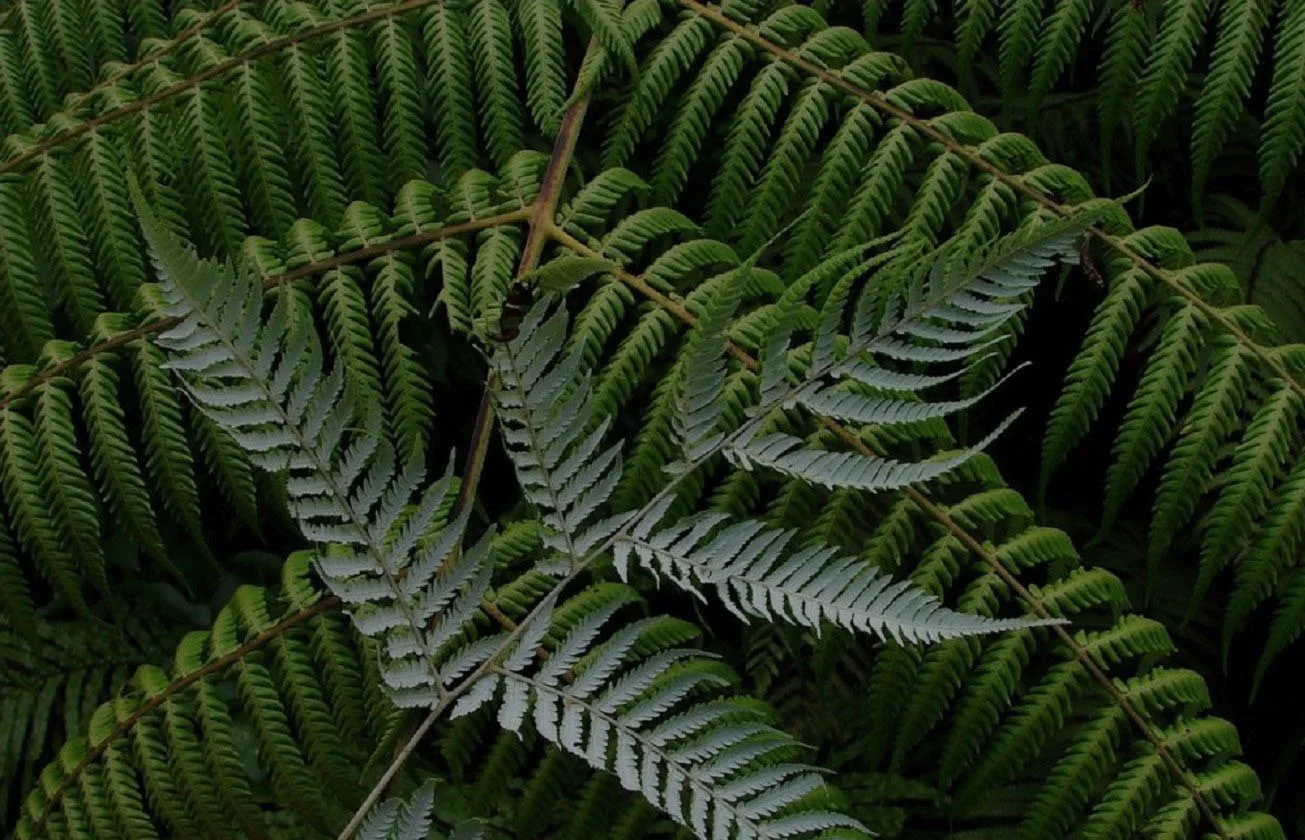 fern with overlay.jpg