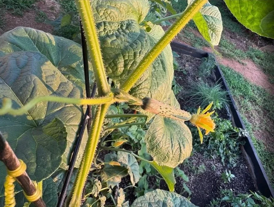 GROW Cucumbers