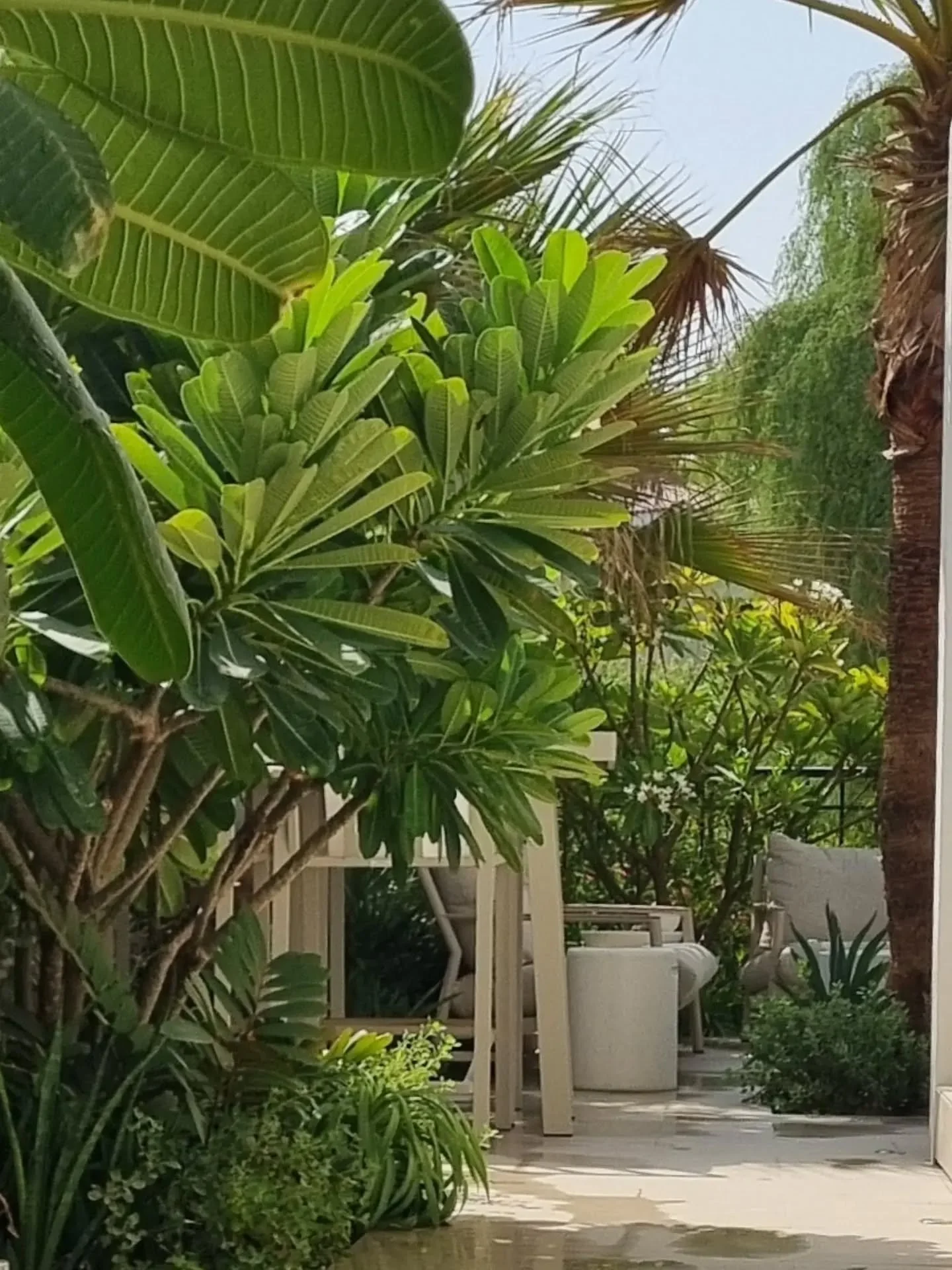 35 km down. 7 km to go.

Dubai summer is a bit like a marathon for a garden. By September, you can really see which gardens were designed with the climate in mind and which were simply expected to get through it.

I always love seeing how our gardens