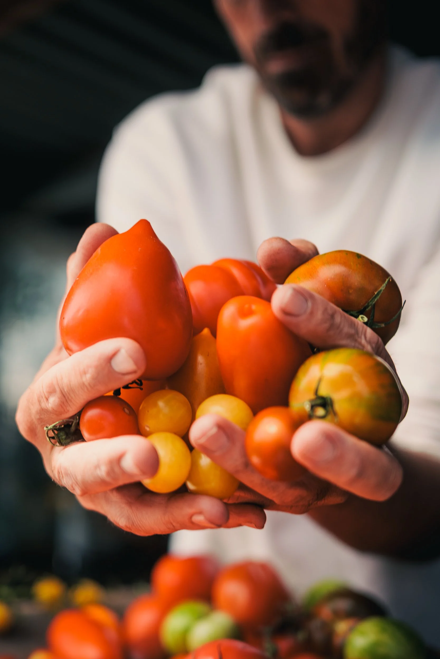 Close-up of a person holding a bunch of multicolored heirloom tomatoes in their hands, with more tomatoes scattered on a surface below.