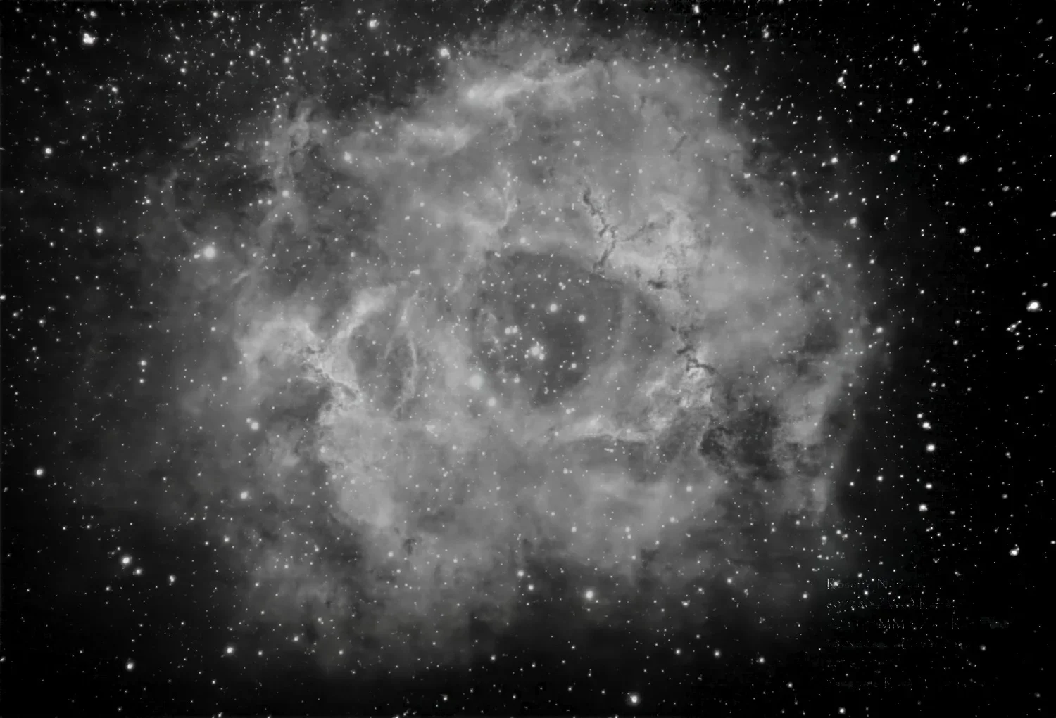 Rosette_by_Pasquale_Russo_duplicate_Seti.webp
