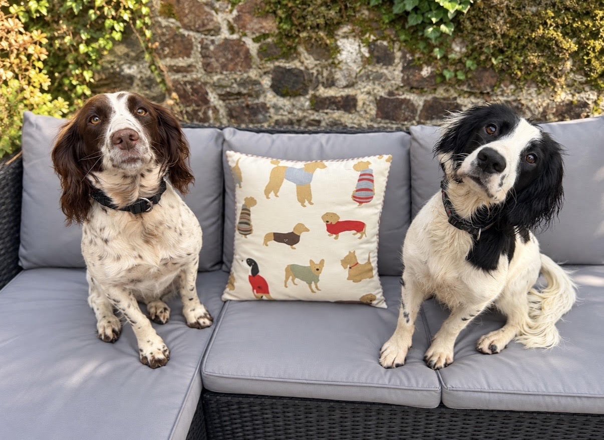 Two dogs sitting on a gray outdoor sofa beside a colorful dog-patterned pillow at Parnacott House & Parnacott Paws.