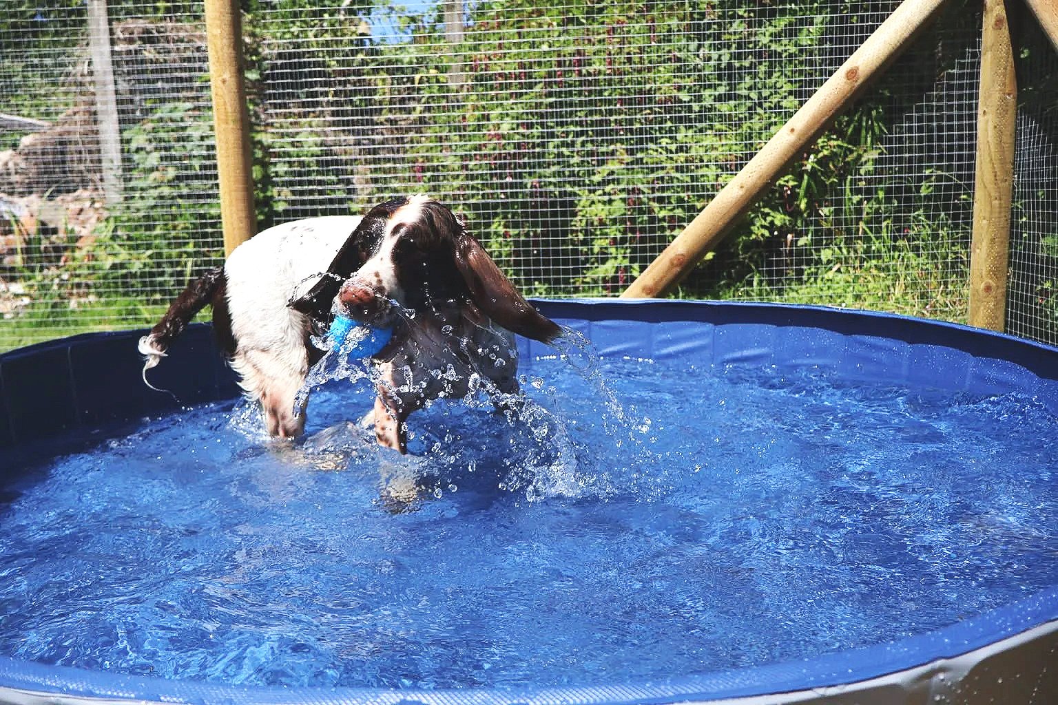 Dog playing in a blue inflatable pool, holding a blue toy in its mouth.