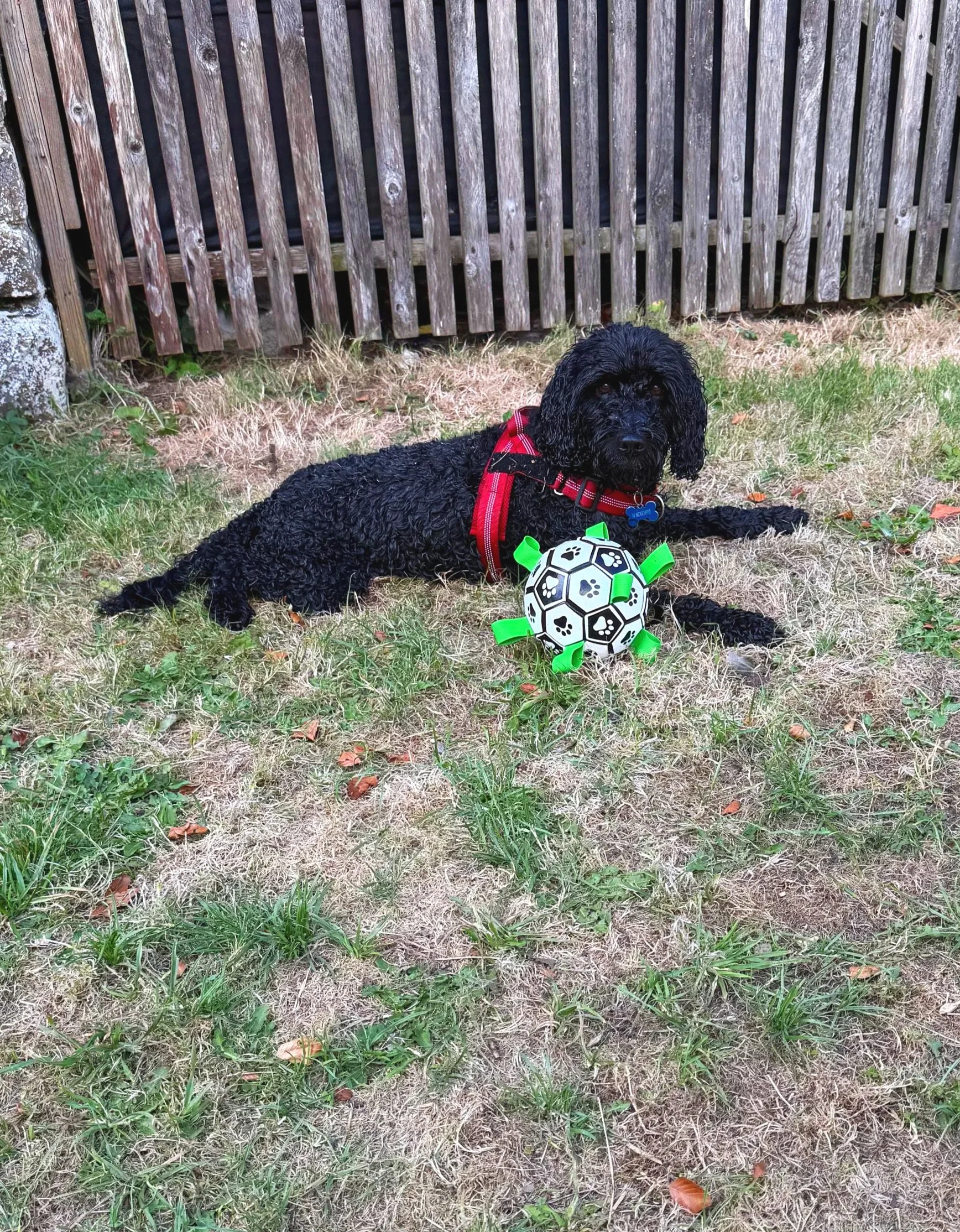 A black, curly-haired dog wearing a red harness and blue collar, lying on grass with a white and black soccer ball with green spikes in front of it. There is a wooden fence in the background and part of a stone wall on the left.