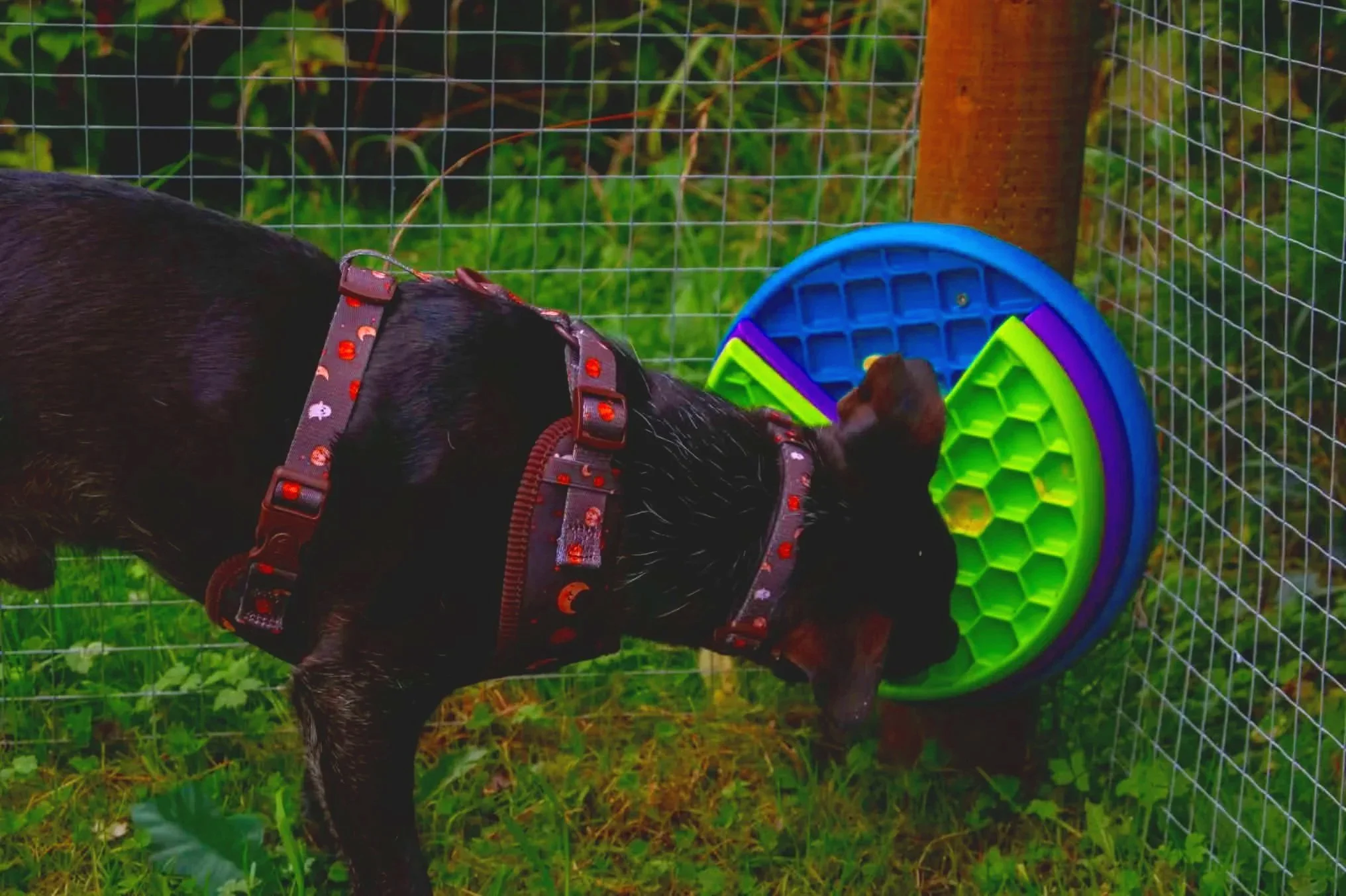 A black dog with a colorful harness sniffing a bright green and purple toy near a wire fence in a grassy outdoor area at Parnacott paws.