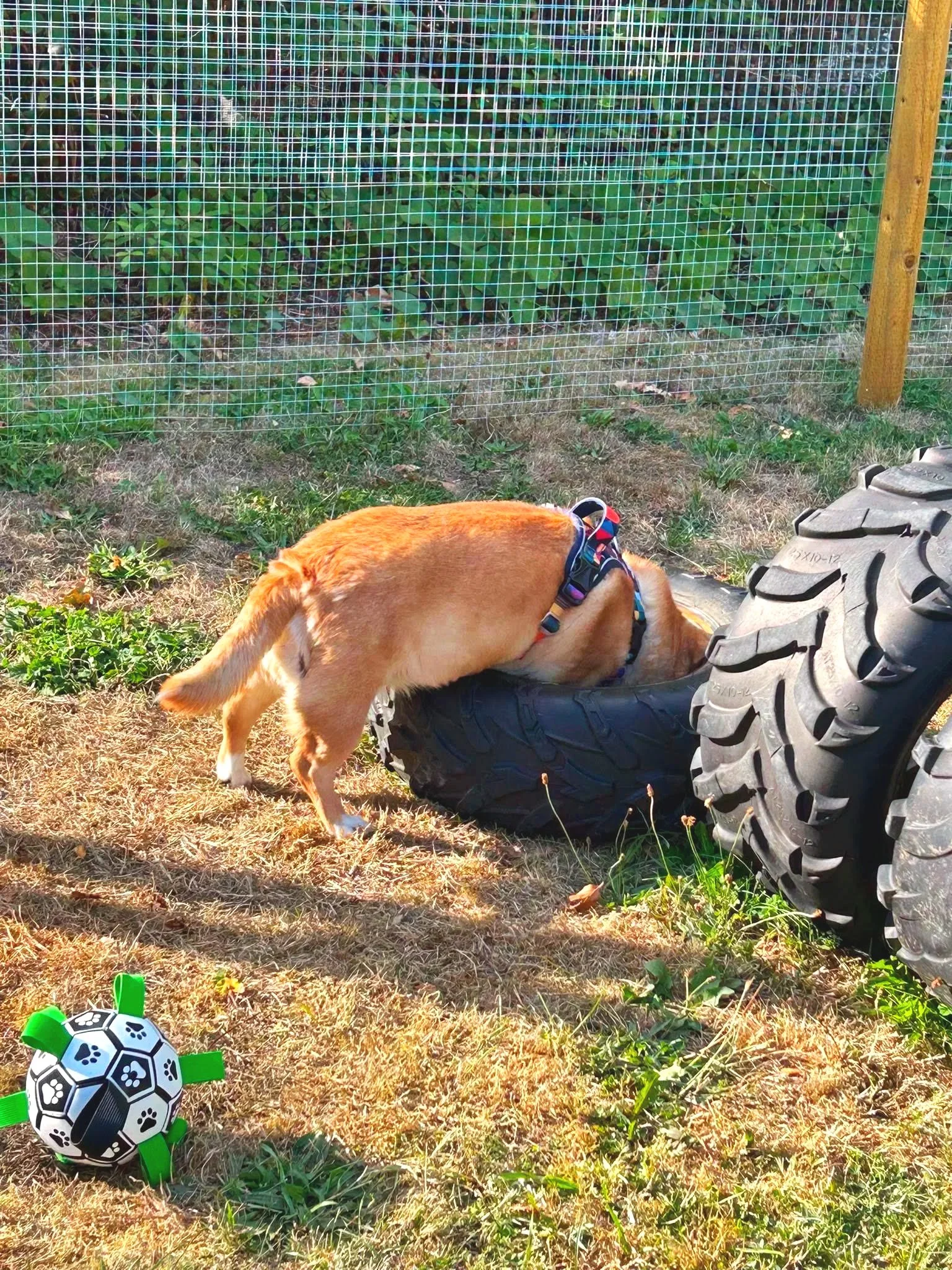 A dog with floppy ears and a harness sniffing the ground next to a large black tire, a green and white soccer ball, and a small plastic bottle cap, with a wire fence and green plants in the background.