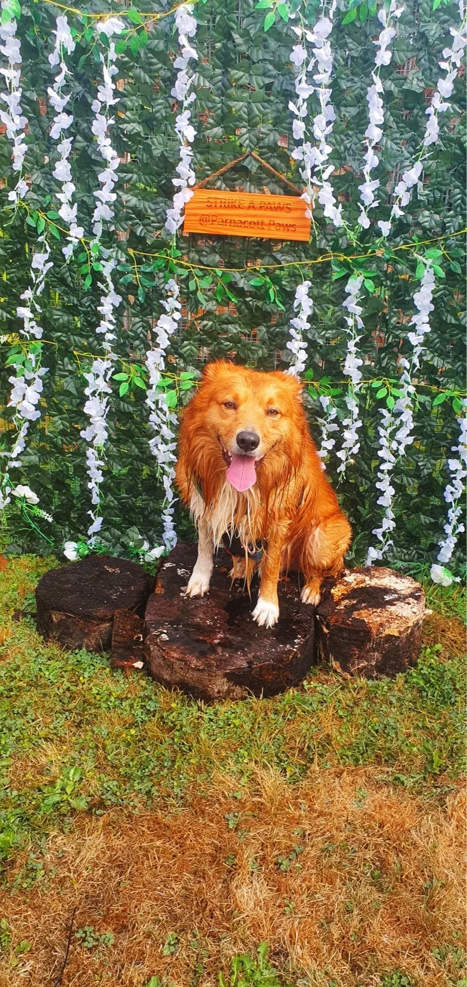 A happy wet dog sitting on a tree stump in front of a decorative green and white floral background with a wooden sign that reads 'Strike a Paws @Dunacott Paws.'