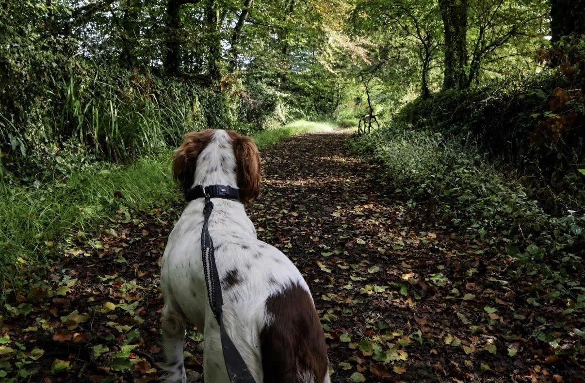 Dog sitting on a trail in a wooded area surrounded by greenery and fallen leaves at Parnacott House