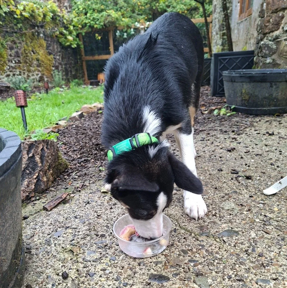 Black-and-white puppy wearing a green harness and eating from a clear bowl in a garden at Parnacott House & Parnacott Paws.