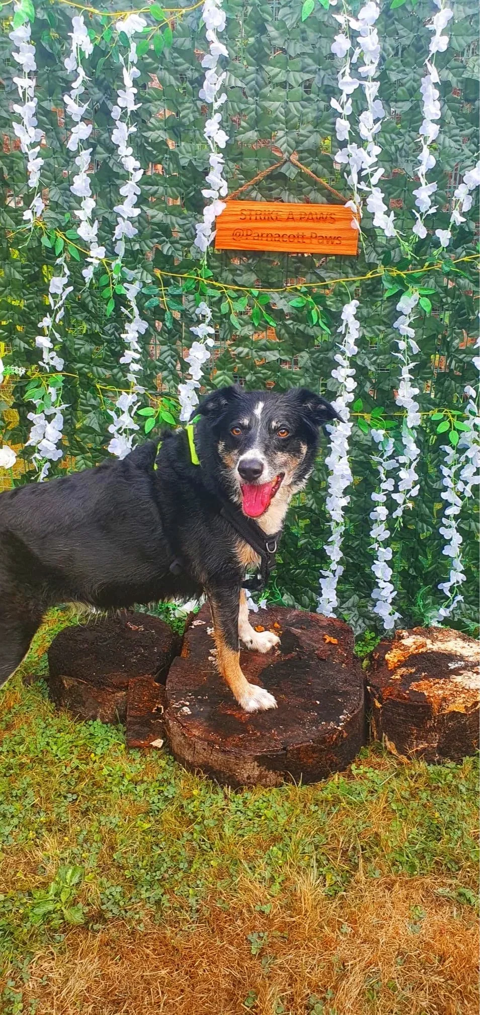 A black and white dog with brown markings in front of a green leafy fence with white hanging flower decorations and a wooden sign that reads 'STRIKE A PAWS @Parnacott Paws.' The dog has its mouth open, tongue out, and appears happy.
