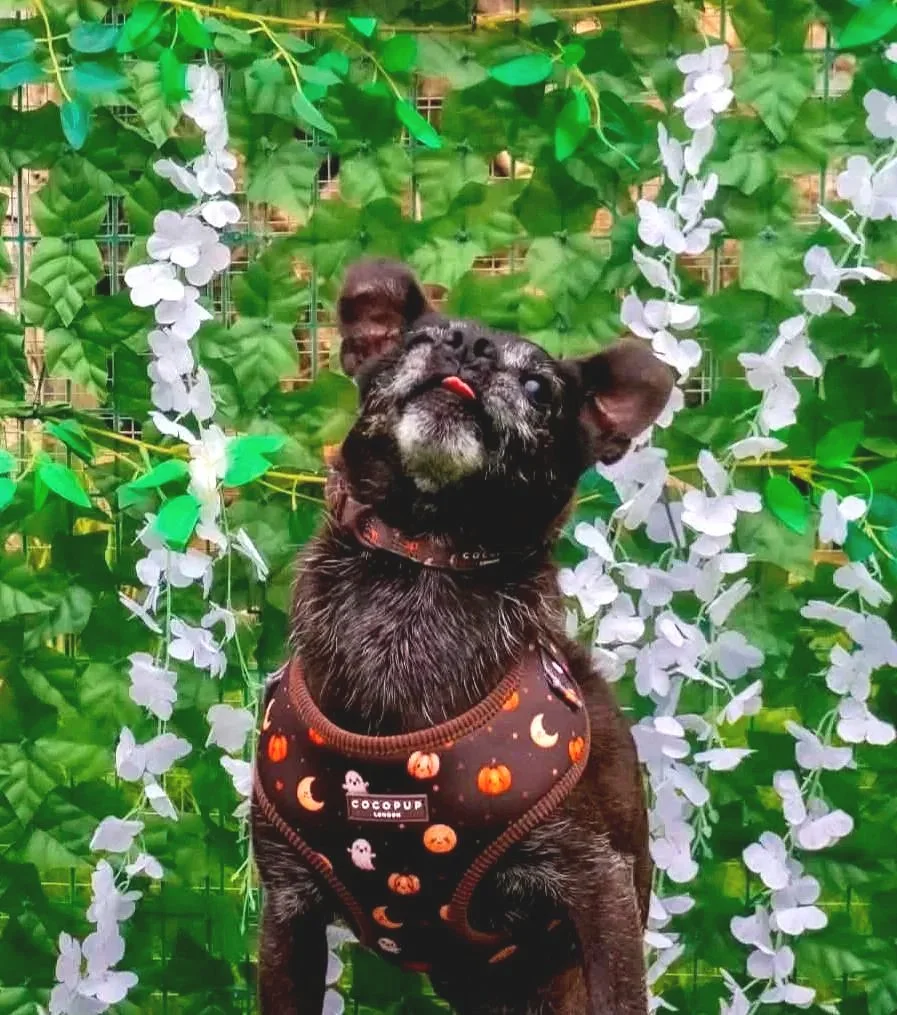 Black dog wearing Halloween-themed harness with pumpkins, ghosts, and moons, standing in front of green leaves with white flowers, outdoors at Parnacott paws.