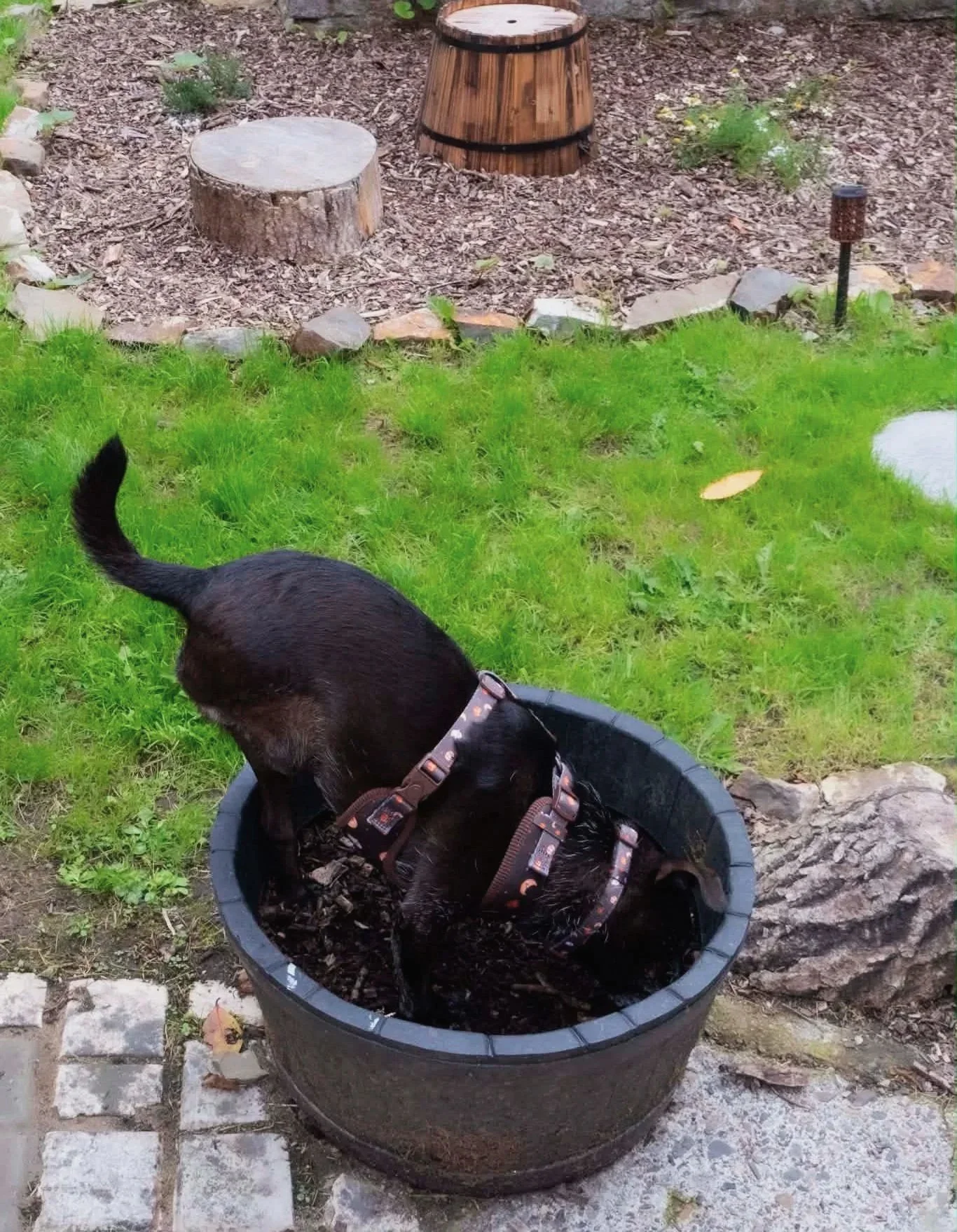 A black dog wearing a harness is in a container filled with dirt, with its head bent down. The background shows a garden bed with small plants, a tree stump, and a wooden barrel-shaped stool on mulch, and a patch of green grass at Parnacott paws.