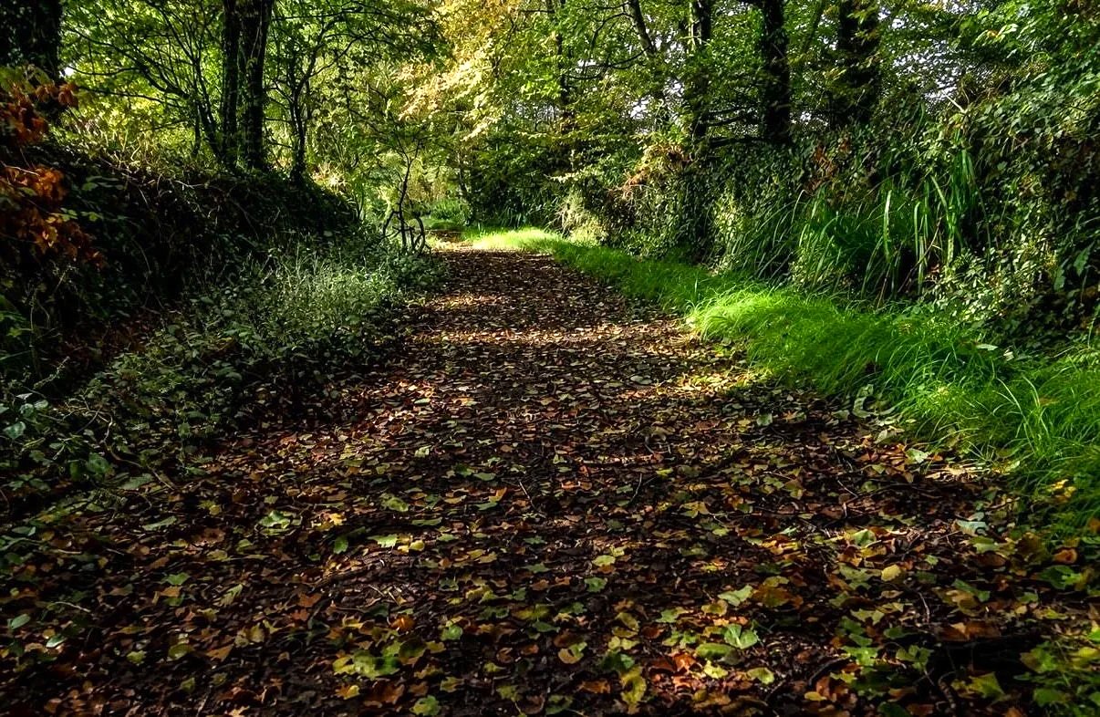 A dirt walking trail covered with fallen leaves, surrounded by green trees and bushes, with sunlight filtering through the foliage. At Parnacott House.