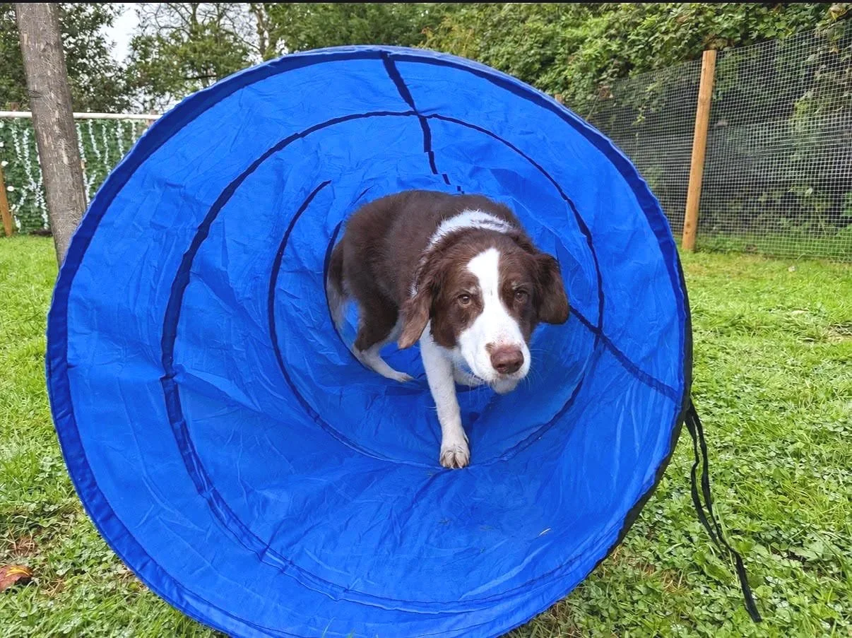 A dog walking through a blue agility tunnel on a grassy yard with trees and a fenced background at Parnacott paws.