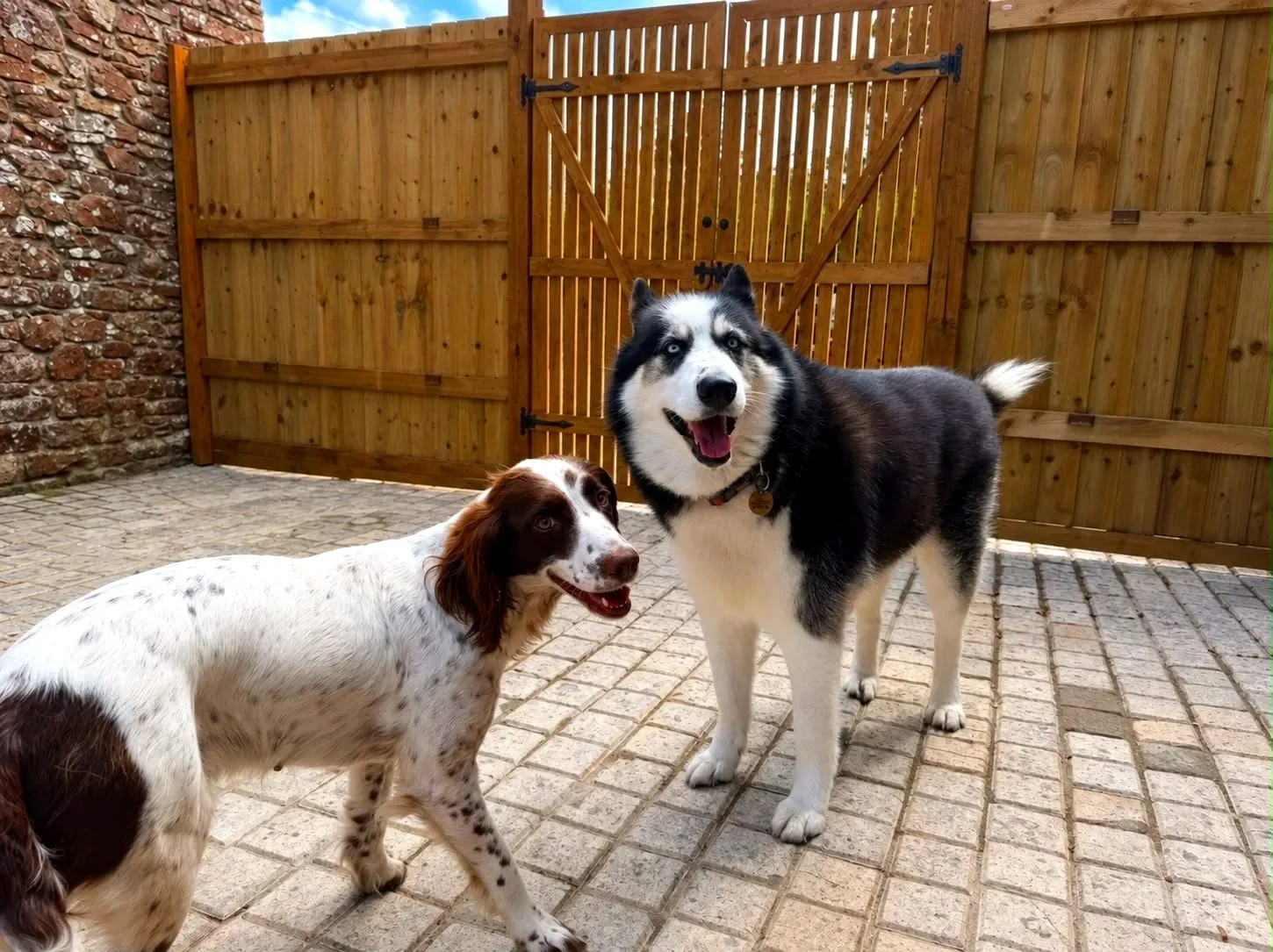Two dogs, a brown and white spaniel and a black and white husky, standing on a stone patio with a wooden fence and gate in the background.