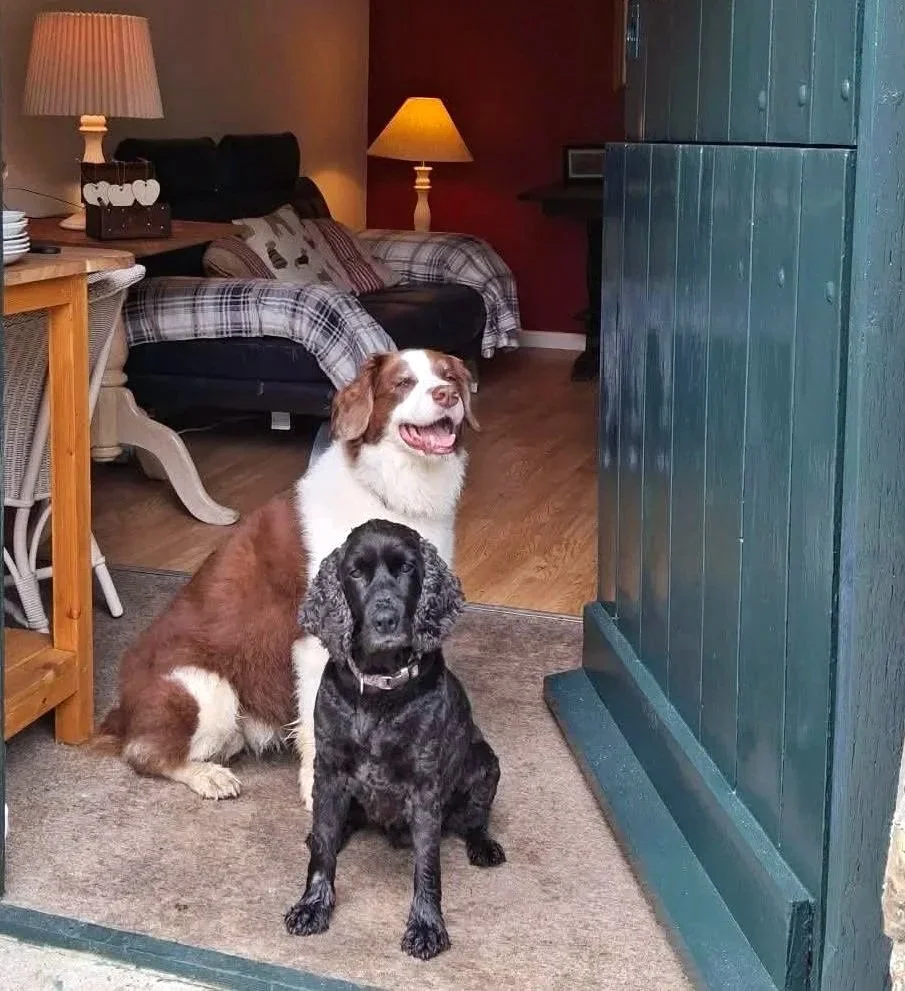 Two dogs, one with brown and white fur and the other with black curly fur, sitting inside a pooches lounge doorway. The interior includes a couch with plaid pillows, lamps, and a wooden table at Parnacott paws.