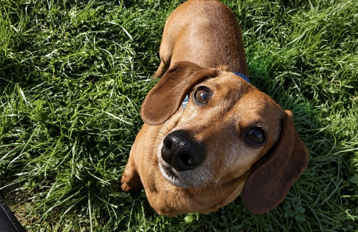 Brown dachshund looking up at the camera while lying in green grass at Parnacott House & Parnacott Paws.