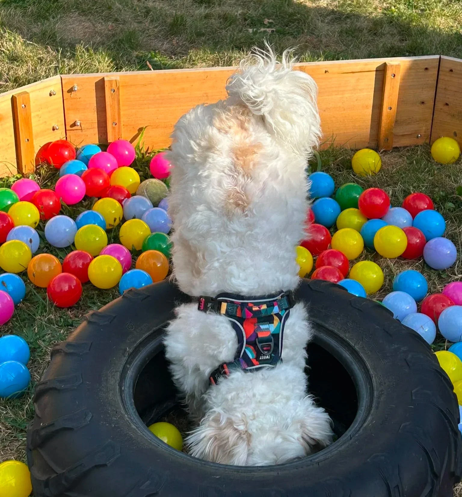 A white fluffy dog sitting inside a large black tire, surrounded by colorful plastic balls, with a wooden border and grassy area in the background.