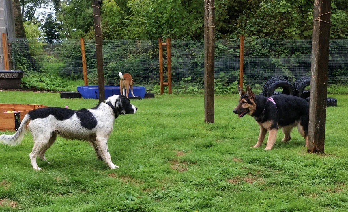 Three dogs in a backyard yard with green grass, trees, and a fence. One white and black dog is in the foreground on the left, a black and tan German Shepherd puppy is on the right, and a small tan dog with a white tail is in the background near a blue above-ground pool