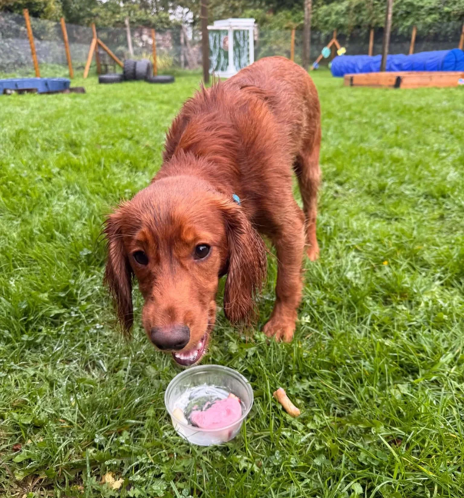 Red-brown dog standing on grass beside a bowl of pink food in a fenced backyard at Parnacott House & Parnacott Paws.