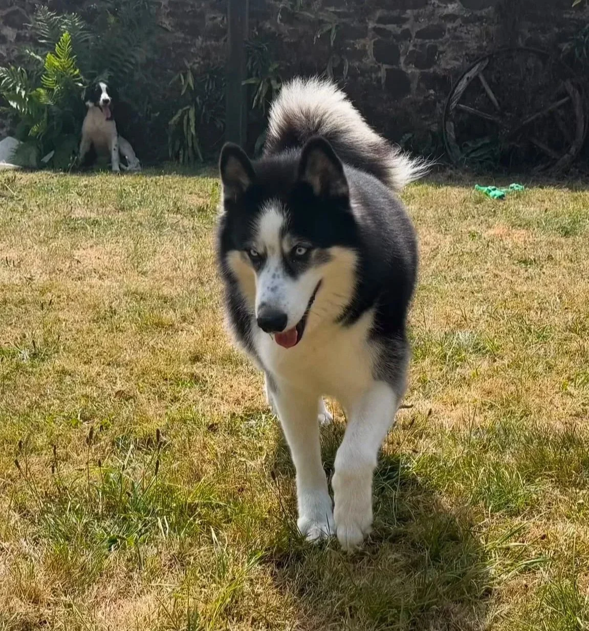 A black and white Siberian Husky walking on grass with a Springer Spaniel sitting in the background near bushes and a stone wall.