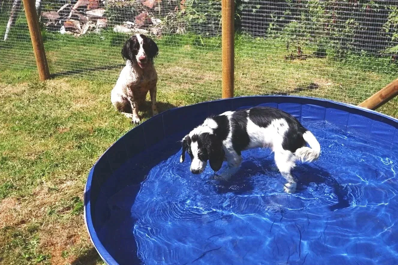 Two black and white dogs, one sitting outside and the other standing in a blue plastic dog pool with water, in a Secure dog garden with grass and rocks.