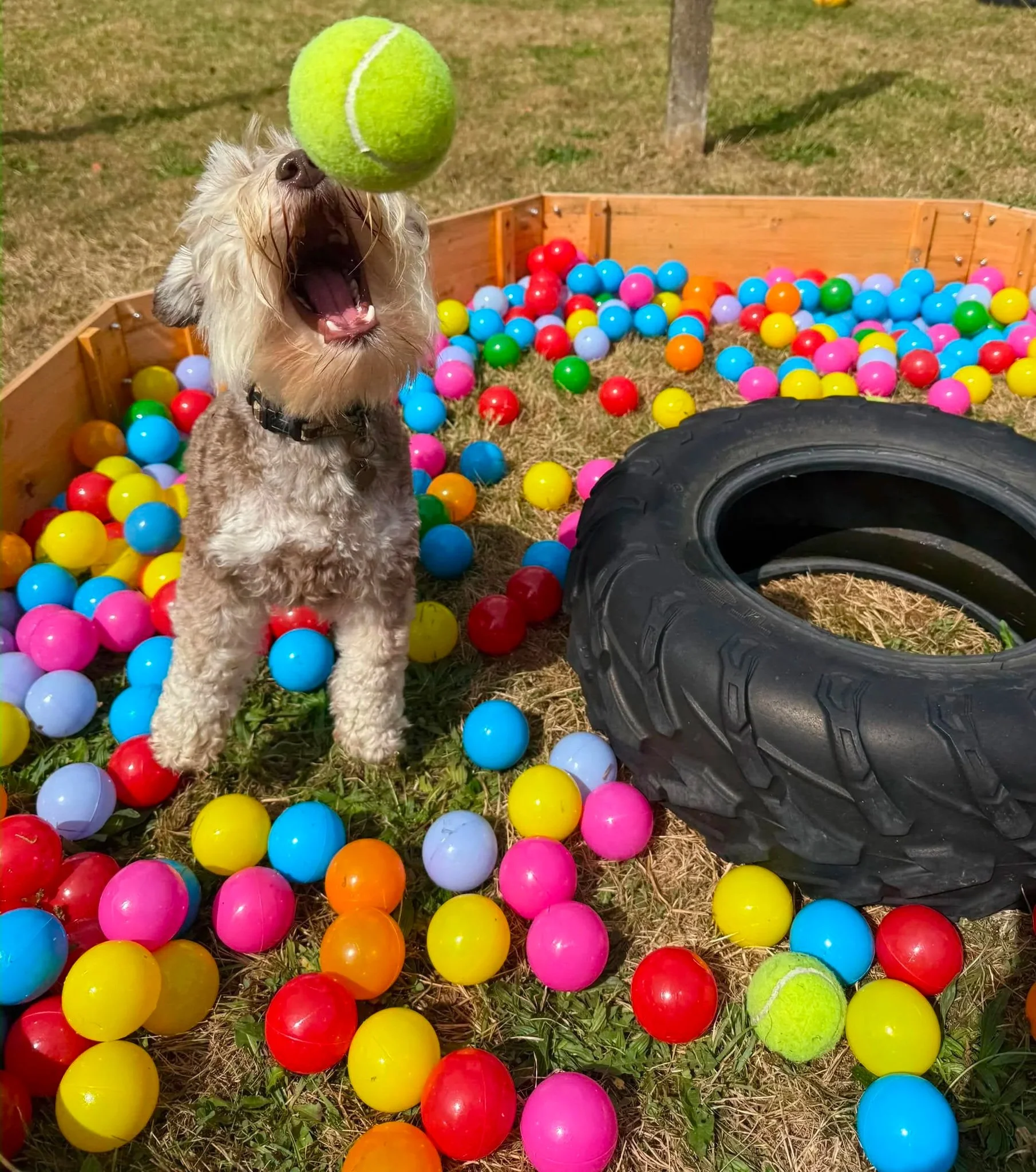 A playful scene with a light-colored dog catching a tennis ball among colorful plastic balls in an outdoor yard.