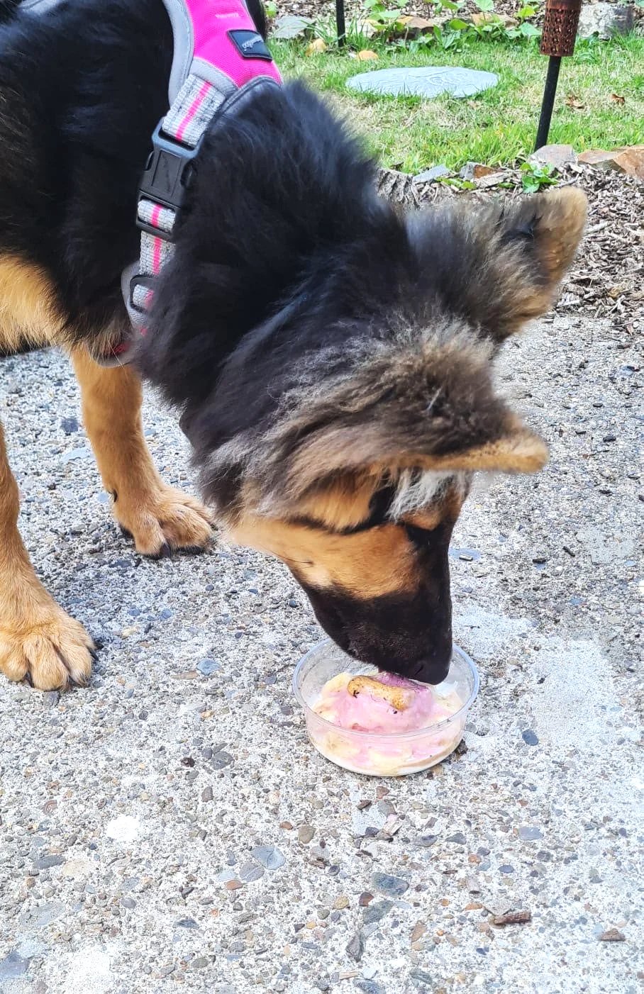 A dog wearing a harness eating ice cream from a clear bowl on a gravel ground. pup sunday