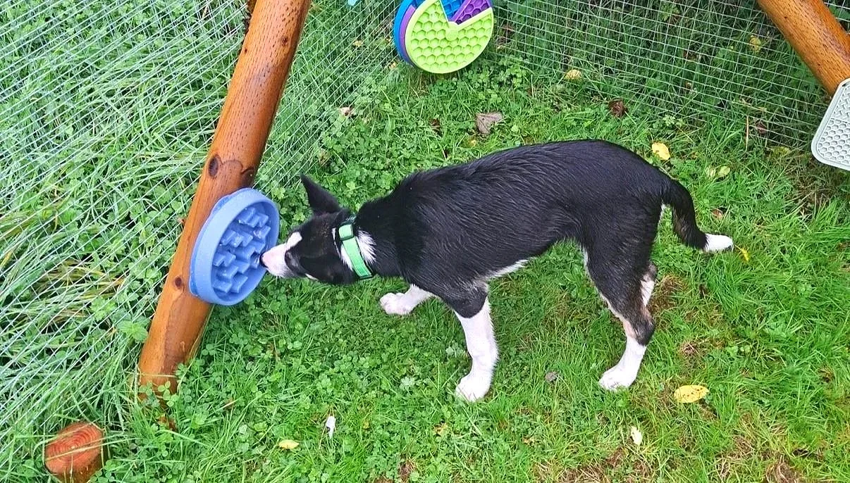 Black-and-white puppy sniffing a blue outdoor agility toy in a grassy fenced play area at Parnacott House & Parnacott Paws.