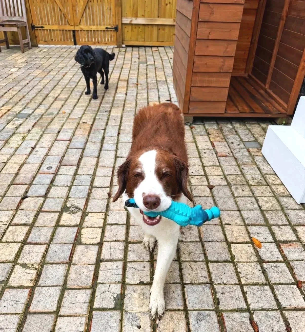 A brown and white dog carrying a blue toy in its mouth, walking on a brick patio. A black dog is in the background near a wooden fence and a small wooden doghouse at Parnacott paws.