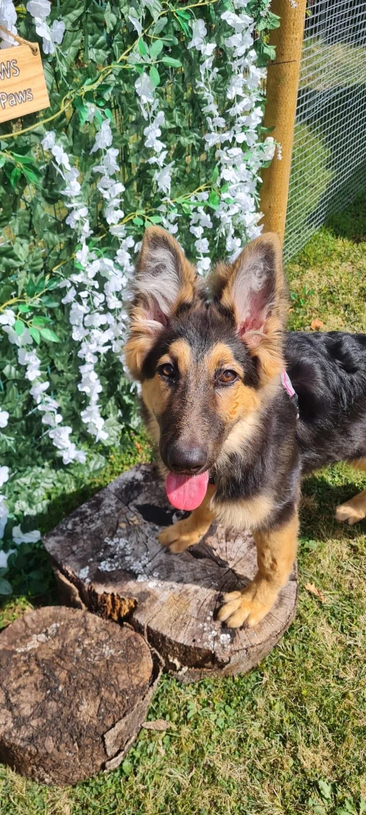 A young dog, possibly a border collie mix, standing on a tree stump outdoors near a flowering shrub with white blooms. The dog has large ears, a black and tan coat, and a pink tongue sticking out. Parnacott paws