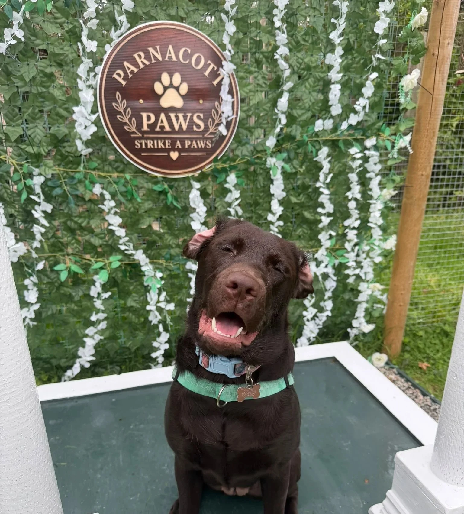 Chocolate Labrador retriever wearing a green harness sits beneath a “Parnacott Paws” sign surrounded by greenery and white flowers at Parnacott House & Parnacott Paws.