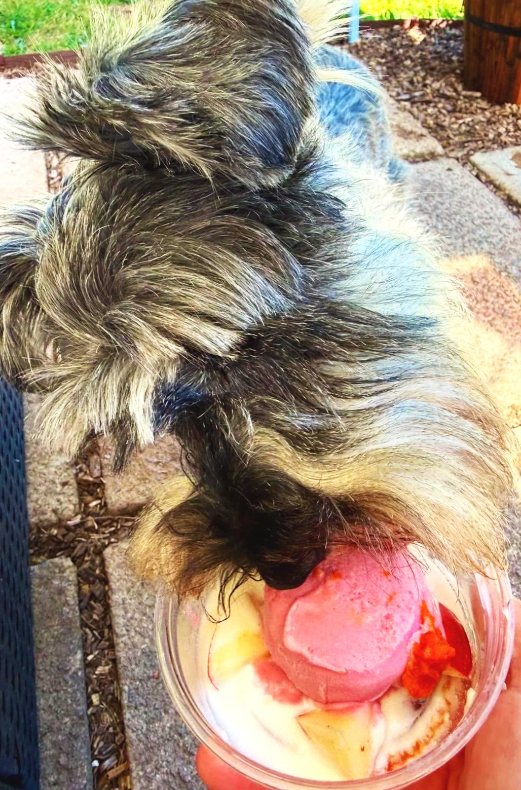 A small dog with shaggy, multicolored fur is licking a bowl of ice cream and fruit outdoors. pup sunday