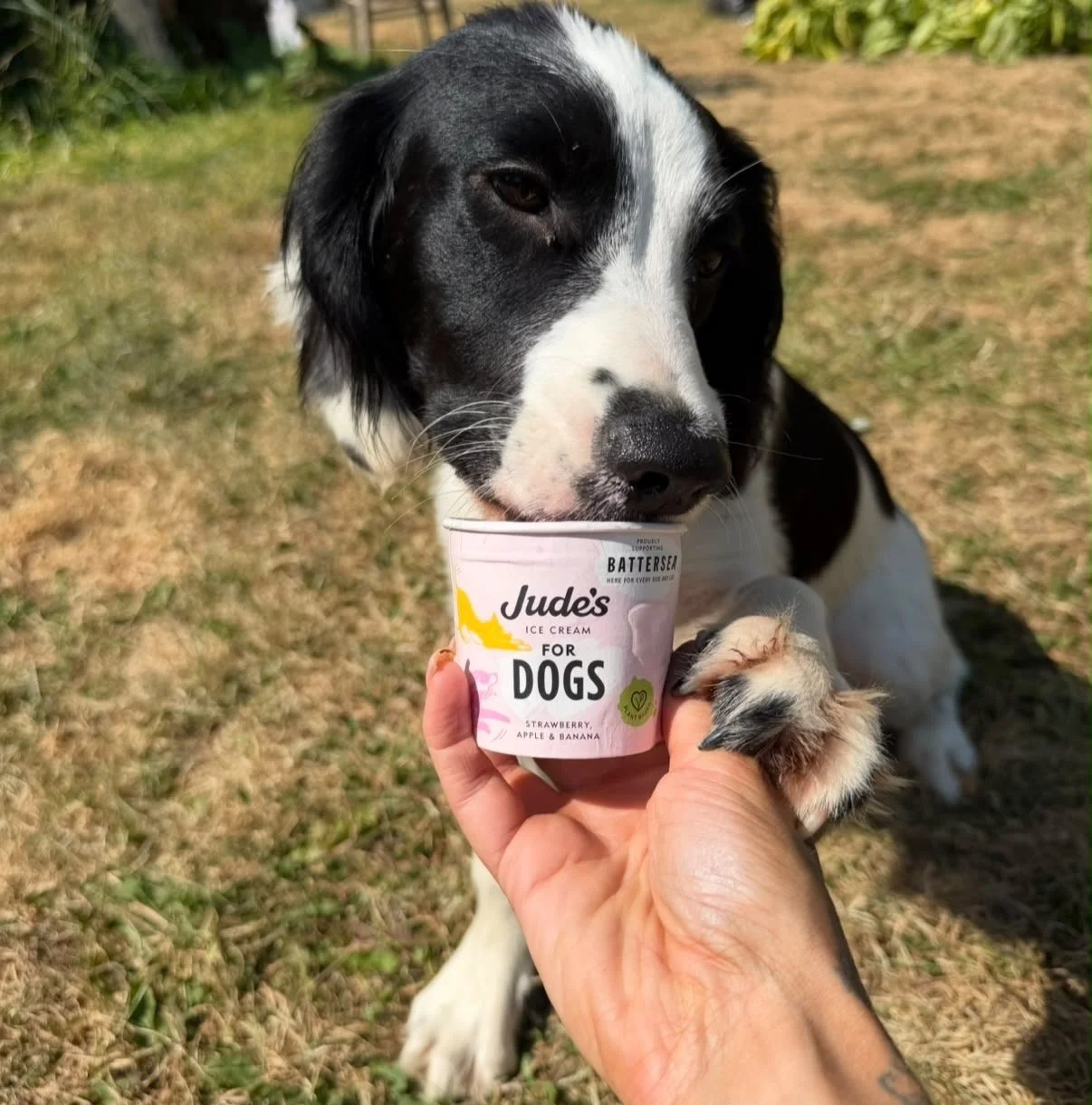 A black and white dog licking a cup of Jude's for Dogs strawberry, apple, and banana ice cream. Pup sunday