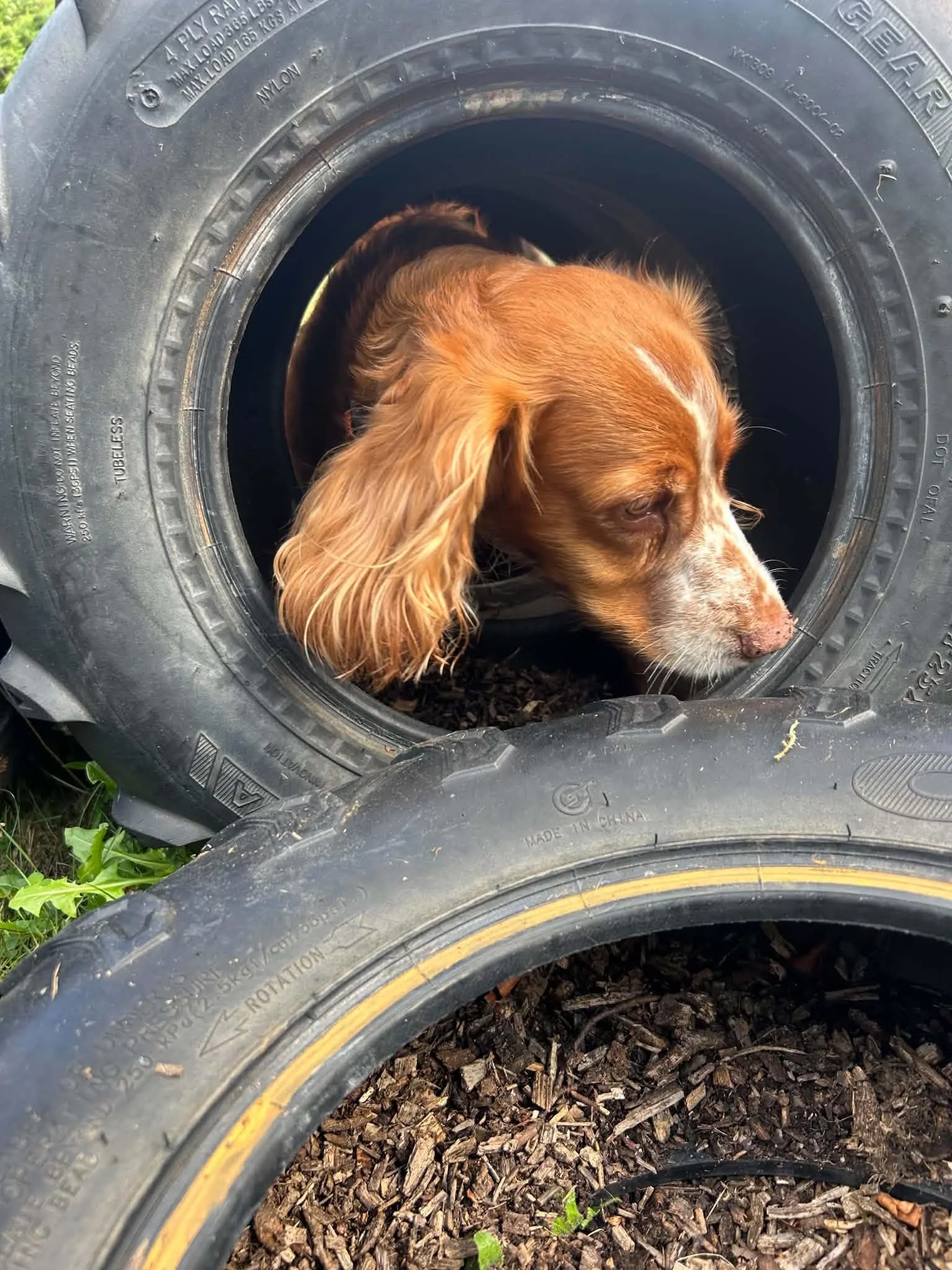 A brown dog with long ears partially inside an old black tire resting on mulch ground.