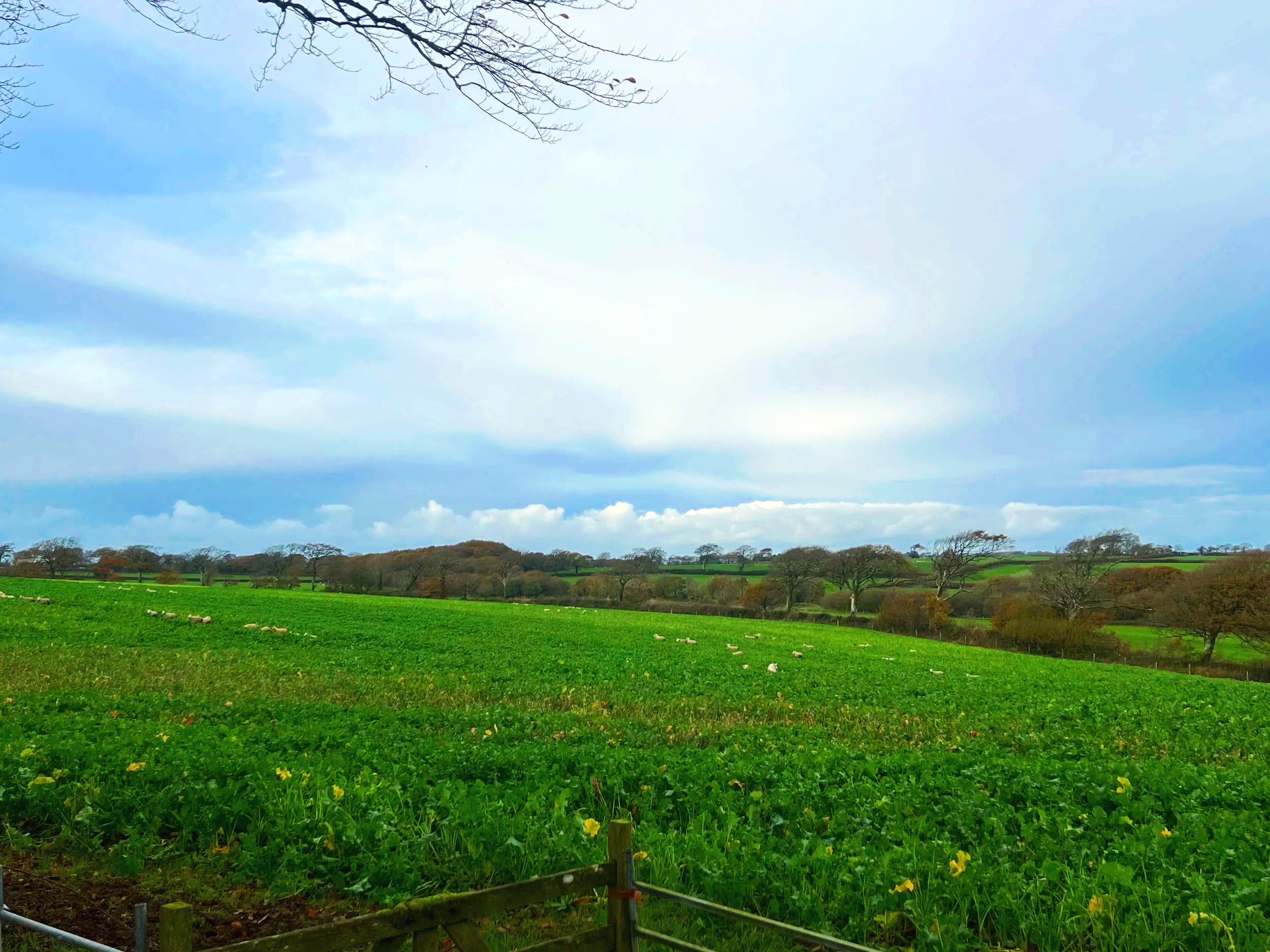 A wide landscape view of green fields with sheep grazing, rolling hills in the distance, and a partly cloudy sky with some bare tree branches visible at the top of the image. At Parnacott House