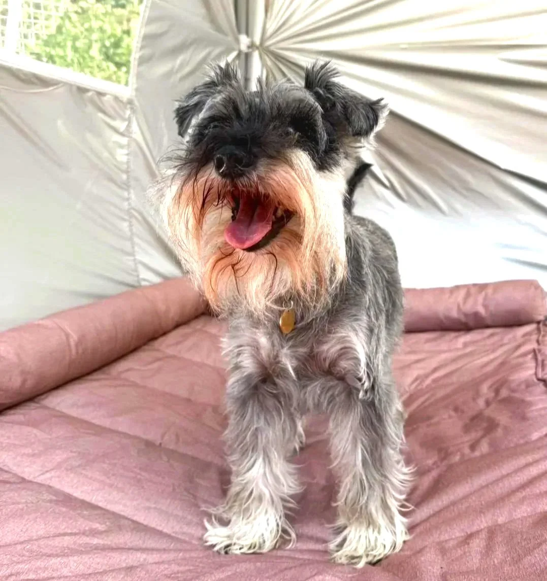 A small gray and white Schnauzer puppy yawning with tongue out, standing on a pink cushioned surface inside a tent or canopy.